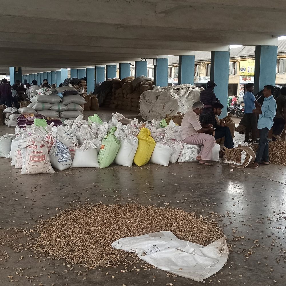 રવિપાકની આવક: 8,300 કિલો ઘઉંની આવક, ભાવ પ્રતિમણે રૂ.400-421 બોલાયા.
