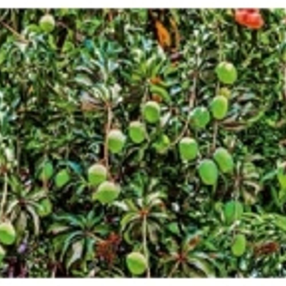 એક માસમાં ખેડૂતો પર ત્રીજીવાર સંકટ: જિલ્લામાં બે દિવસ માવઠાની આગાહી.