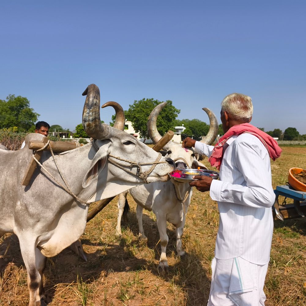 મહીસાગરમાં અખાત્રીજે ખેડૂતોએ ખેતીના શ્રીગણેશ કર્યા:ચનસર ગામે પરંપરાગત રીતે ધરતી પૂજન; બળદને ચાંદલો કરી, નાળાછડી બાંધી અને ગોળ ખવડાવાયો