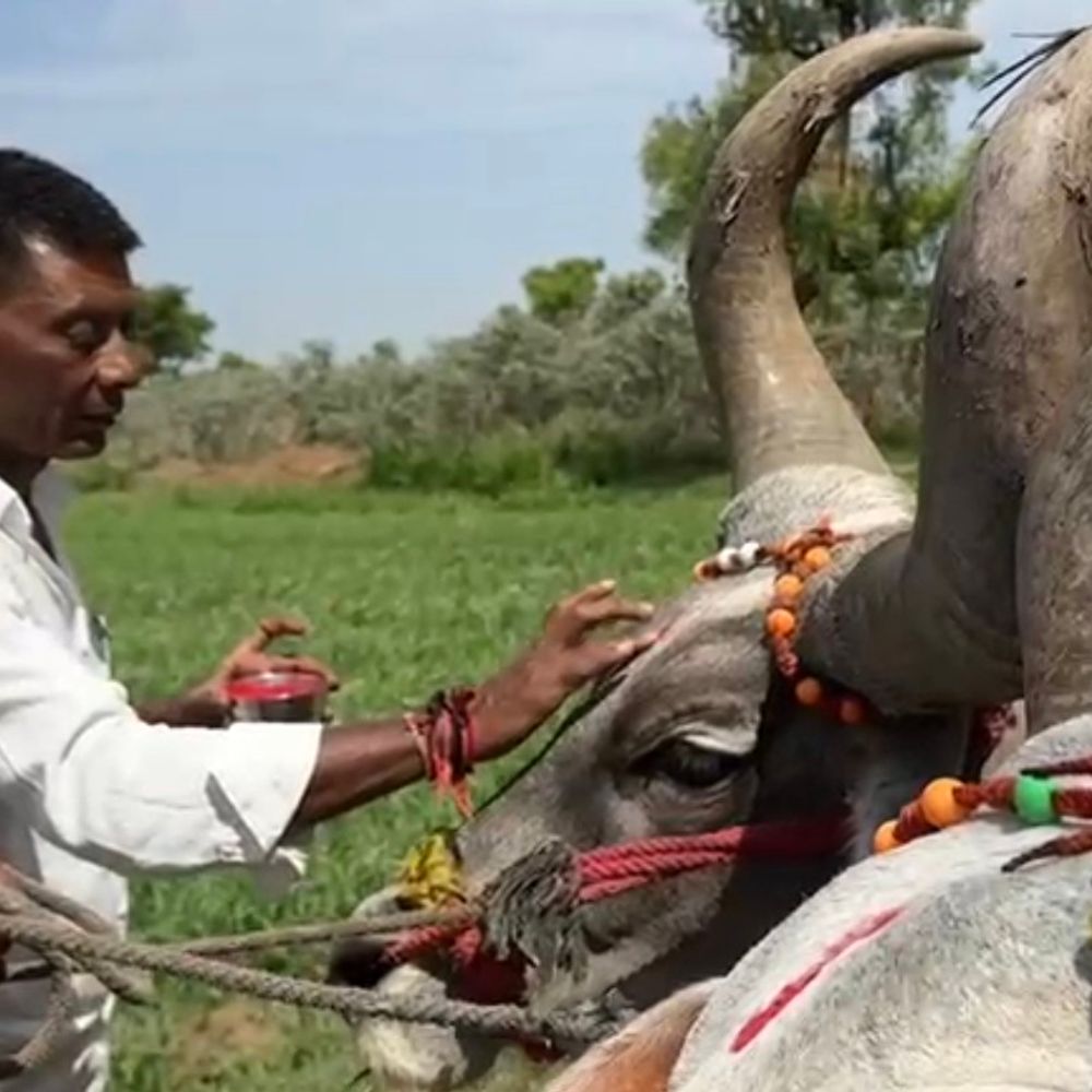 પાટણના ખેડૂતોએ અખાત્રીજે ખેતીનું મુહૂર્ત કર્યું:બળદ અને ટ્રેક્ટરને કંકુ તિલક કરી ધરતી પૂજન કર્યું