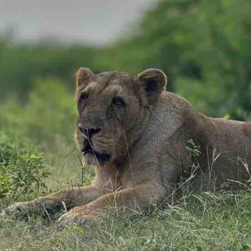 અમરેલીમાં સિંહણ ટ્રેકર પર તૂટી પડી:પાંજરામાંથી મુક્ત કરતાં જ 'લક્ષ્મી' હિંસક બની; ઘાયલ વનકર્મી હોસ્પિટલમાં સારવાર હેઠળ