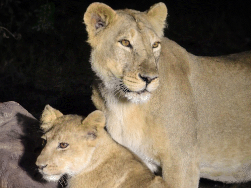 ઉના-ગીર ગઢડામાં 'નાઈટ સફારી': રસ્તા પર સિંહ પરિવારોની લટાર, સિંહણે જલપાન કરતા વાહનો થંભ્યા.