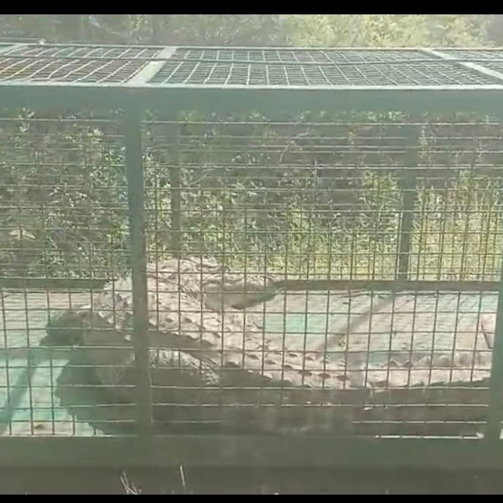 આમોદમાં મગરના આતંકનો અંત:વન વિભાગે હુમલાખોર મગરને પાંજરે પકડ્યો, સ્થાનિકોએ રાહત અનુભવી