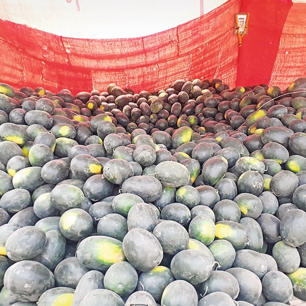 તડબૂચના ભાવ અને માંગ વધી:સુરેન્દ્રનગર જિલ્લામાં દૈનિક અંદાજે 250 મણ તરબુચનુ વેચાણ‎