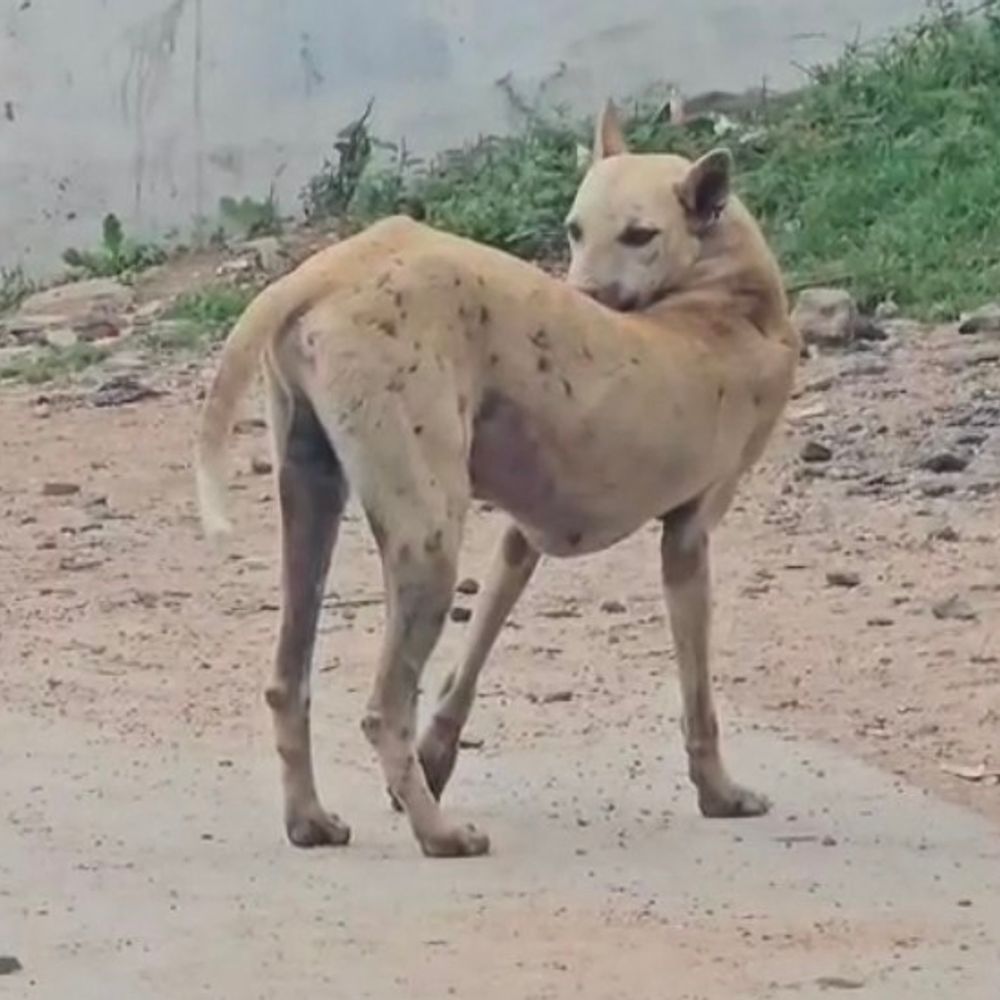 ગોધરા સિવિલમાં એક જ દિવસમાં શ્વાન કરડવાના 8 કેસ:રખડતા શ્વાનોનો ત્રાસ વધ્યો, ડોક્ટરે તાત્કાલિક સારવારની અપીલ કરી