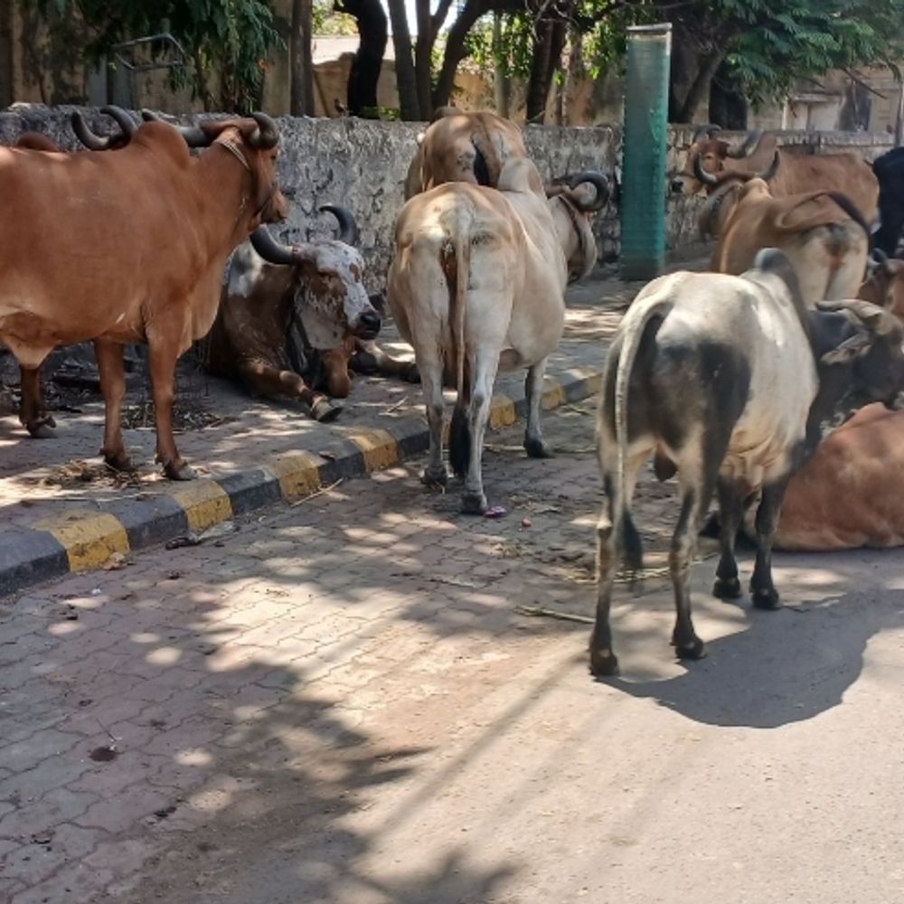 મુખ્ય માર્ગોથી ગલીઓ સુધી ઢોરનો કબ્જો:રઝળતા પશુઓનો આતંક યથાવત, પાંચ વર્ષ બાદ પણ આપેલા વચનોનું સુરસુરિયું