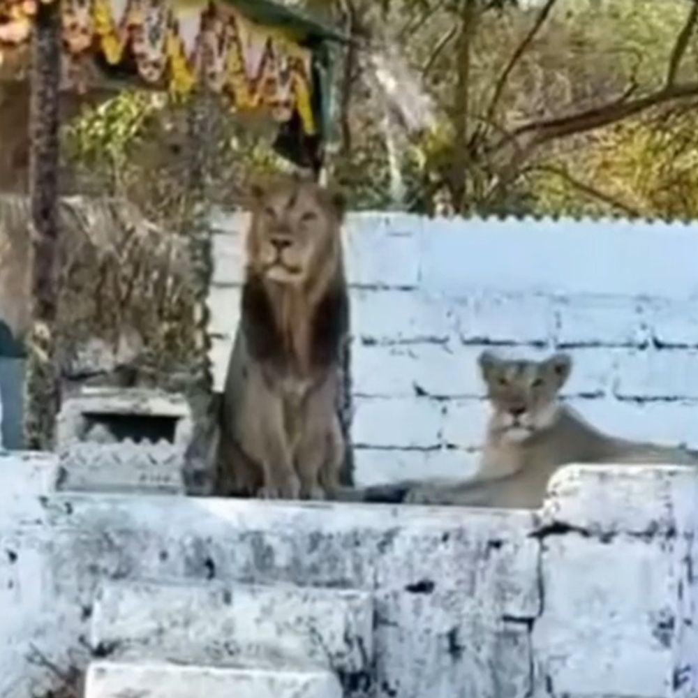 વેરાવળ નજીક દરગાહમાં સિંહ-સિંહણ જોવા મળ્યા:મંડોર ગામનો વીડિયો વાયરલ થતાં કુતૂહલ અને ભય