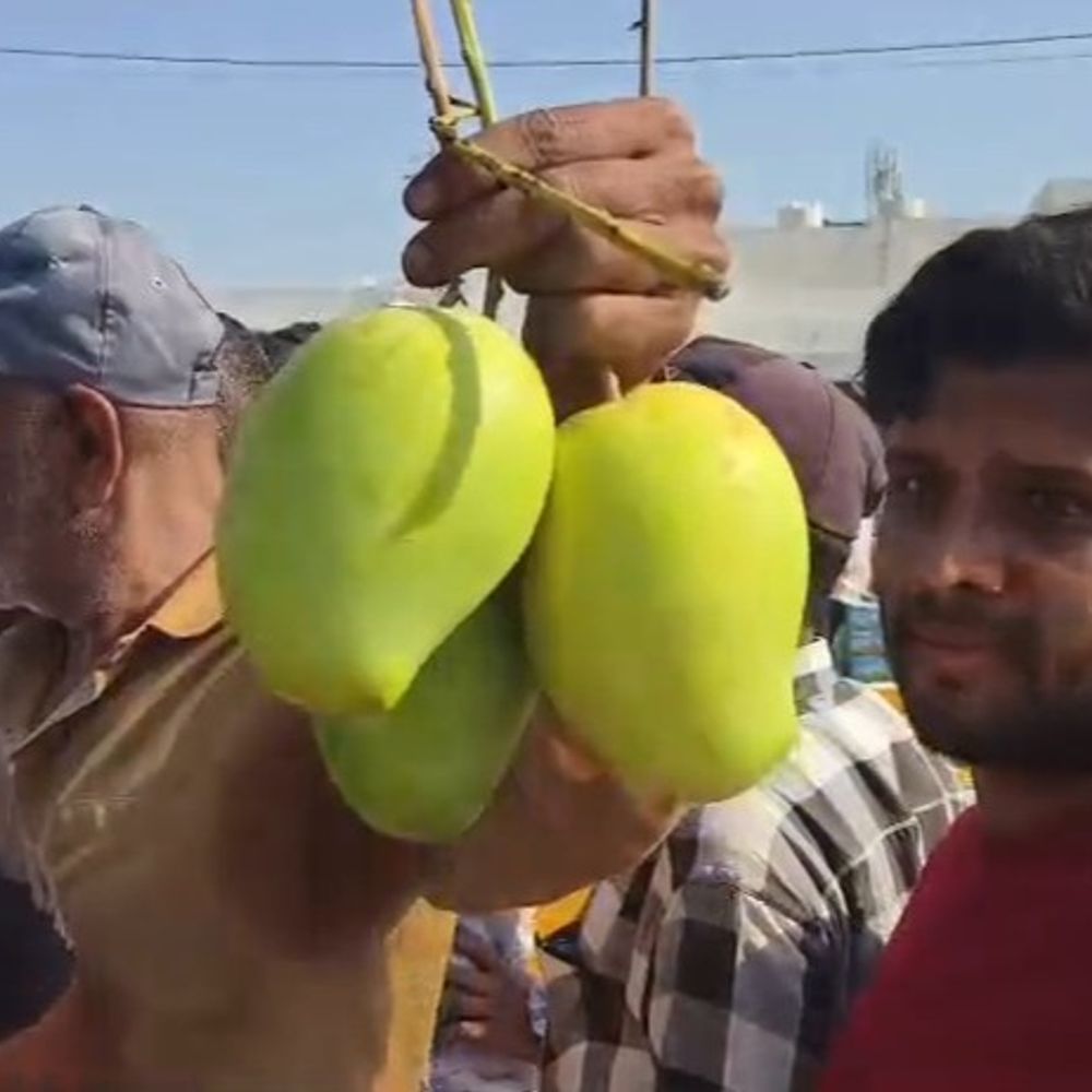 જૂનાગઢ યાર્ડમાં કેસર કેરીની મબલખ આવક:ગીરની પ્રખ્યાત કેસરની જૂનાગઢ યાર્ડમાં ધૂમ આવક: દરરોજ 10,000 બોક્સની આવક સામે ભાવ 700 થી 1,100 સુધી પહોંચ્યા; કમોસમી વરસાદે ખેડૂતોનું ગણિત બગાડ્યું