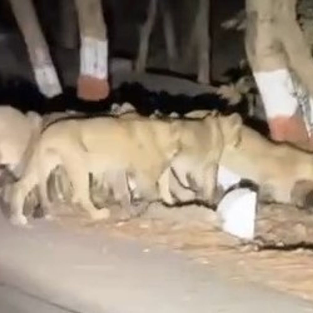 જુનાગઢના સિંહો ગિરનારીના ભરોસે ?:સિંહ દર્શનના નામે પજવણીનો 'મેળો', વન વિભાગે હાથ ઊંચા કરતા સિંહ પ્રેમીઓમાં રોષ,"દરેક સિંહનું મોનિટરિંગ શક્ય નથી": વન અધિકારીની કબૂલાત બાદ ગિરનારના સિંહો રામભરોસે.