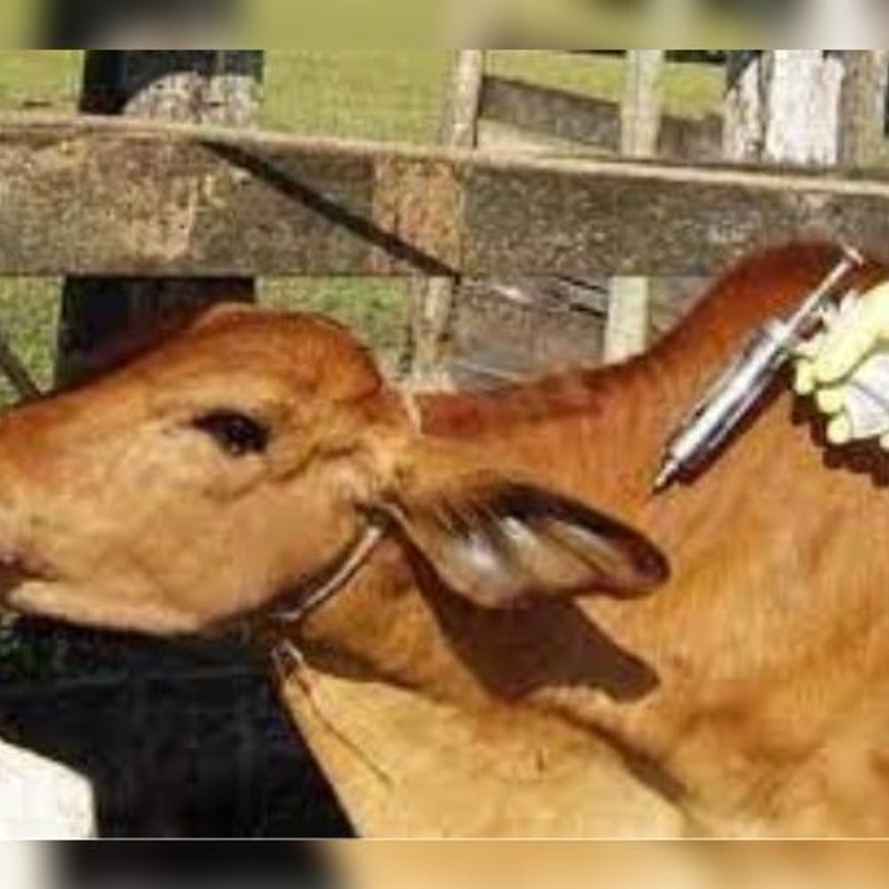 ભાસ્કર વિશેષ:ખરવા મોવાસા રસીકરણમાં રાજ્યમાં કચ્છ પ્રથમ