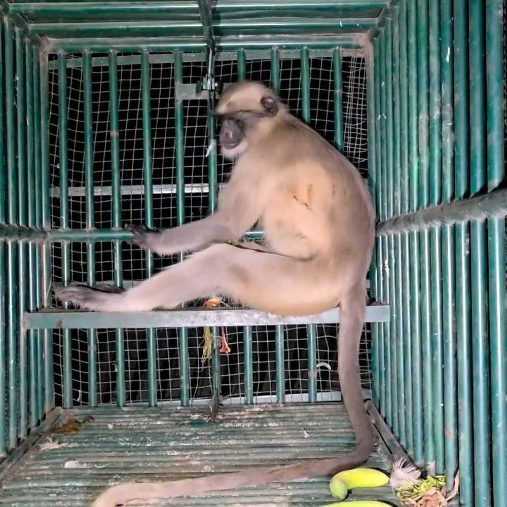 સરપોર પારડીમાં 4 વર્ષથી આતંક મચાવતો લંગુર પકડાયો:દરજીની દુકાનમાં ઘૂસતા ગ્રામજનોએ શટર પાડી કેદ કર્યો