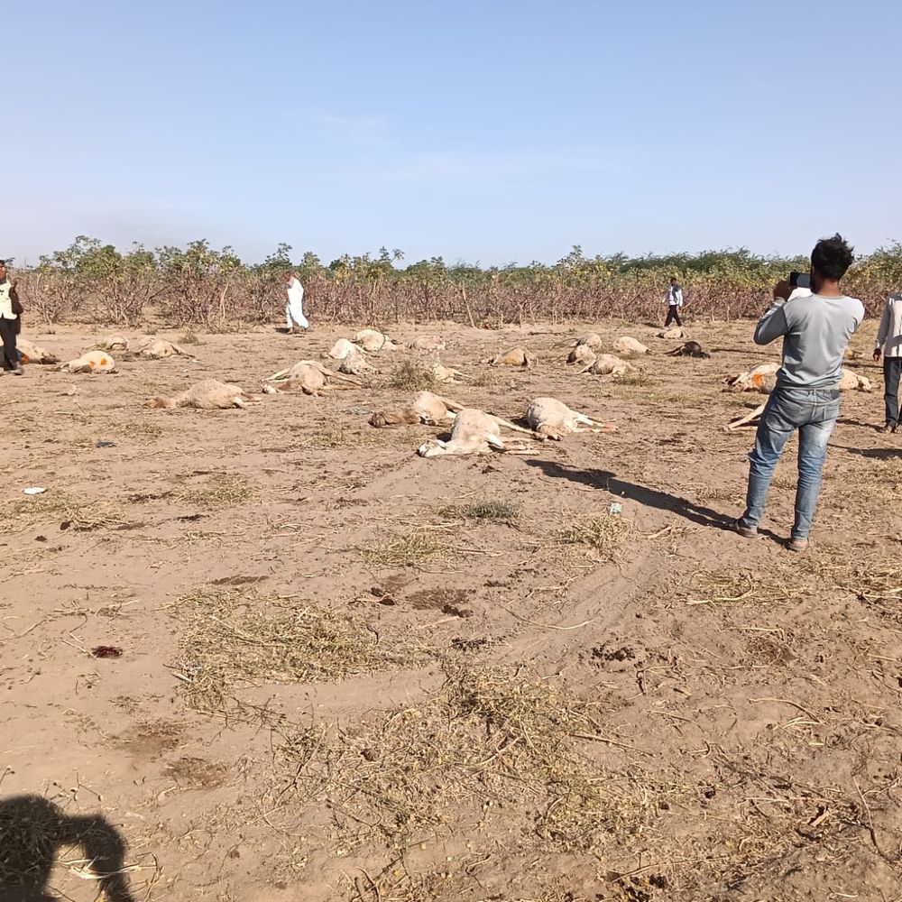 ઘેટા-બકરાંનાં મોત:સમીના સિંગોતરીયામાં એરંડાના પાન ખાતાં 35 ઘેટા-બકરાંનાં મોત નીપજ્યાં