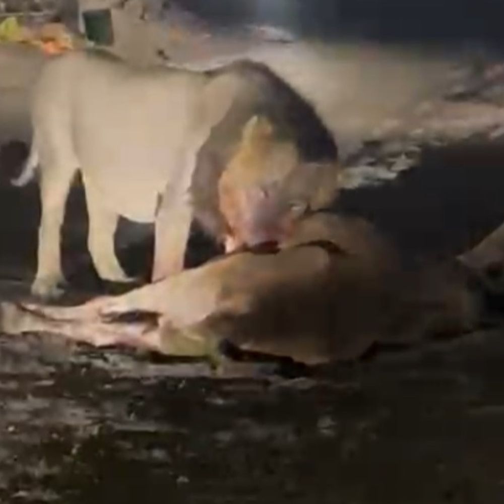 સિંહે શિકાર છોડી બાળકી પાછળ દોટ મૂકી:ગીરની સરહદે રતાંગમાં વનરાજની મિજબાની વચ્ચે મચી અફરાતફરી: સિંહને જોવા ગામ લોકો થયા એકઠા, સિંહને દોટ મુકતા માસૂમ બાળકીનો આબાદ બચાવ