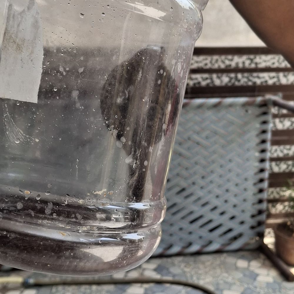 નવસારીમાં સોસાયટીના ગાર્ડનમાં કોબ્રા સાપ દેખાયો:એનિમલ રેસ્ક્યુઅરે સુરક્ષિત પકડ્યો, રહીશોએ રાહત અનુભવી