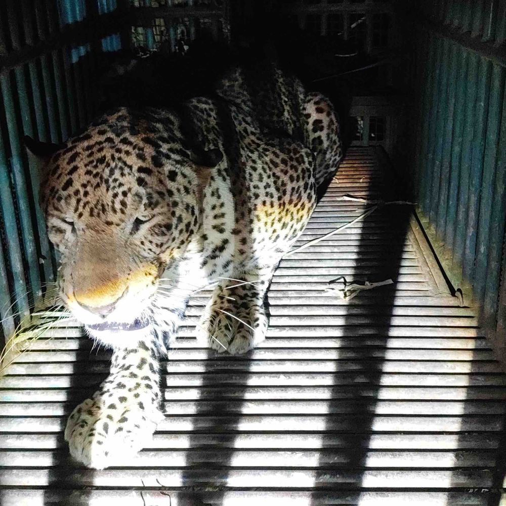 રાજુલાના નવા અગરિયામાં દીપડો પાંજરે પુરાયો:બે વ્યક્તિ પર હુમલો કરી આતંક મચાવનાર દીપડાને વન વિભાગે પકડ્યો, જૂનાગઢના ઝાંઝરડા એનિમલ કેર સેન્ટર ખસેડાયો