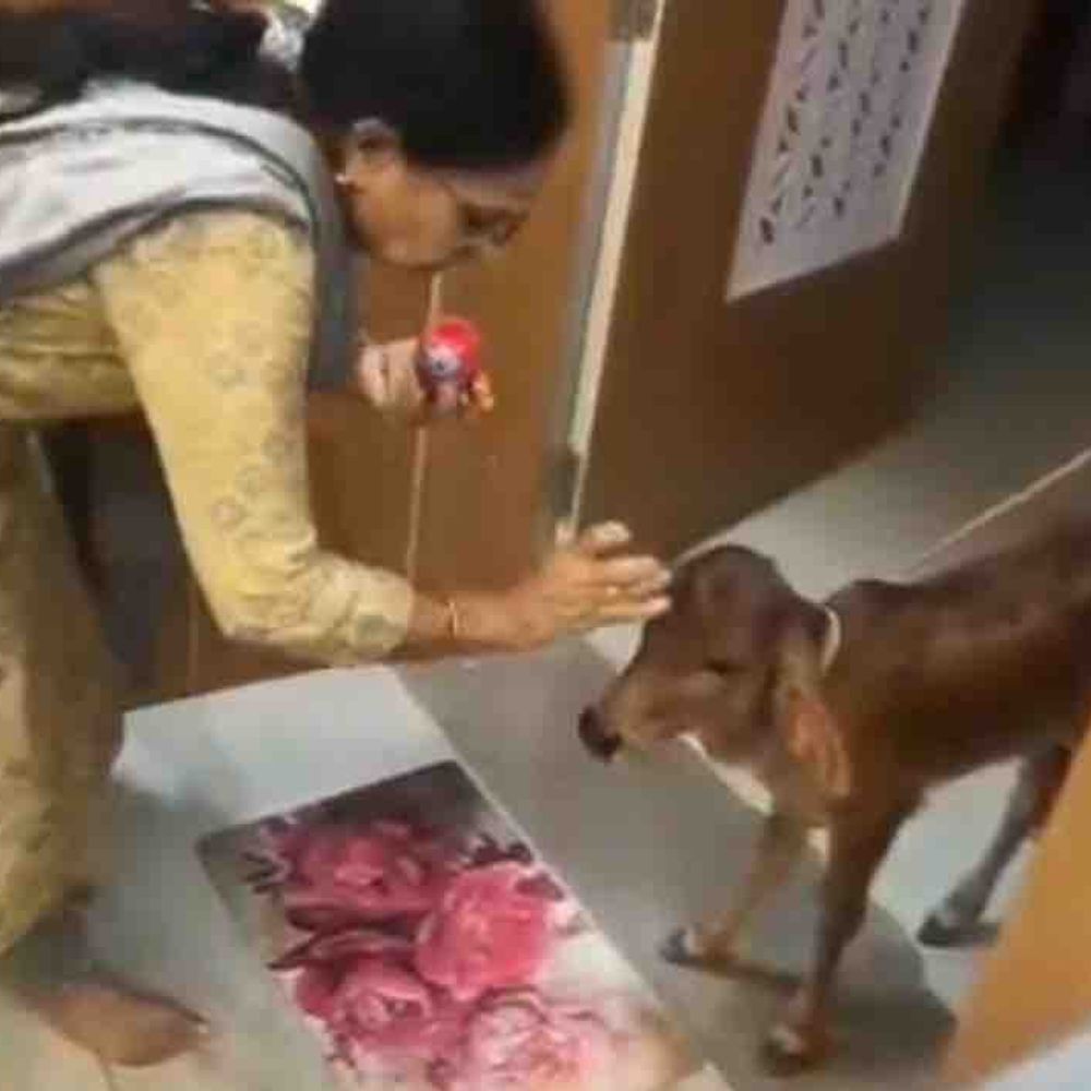 દ્વારકાના વેપારીનો અનોખો ગૃહપ્રવેશ:ગૌસેવા કરી સંસ્કારનો સંદેશ આપ્યો