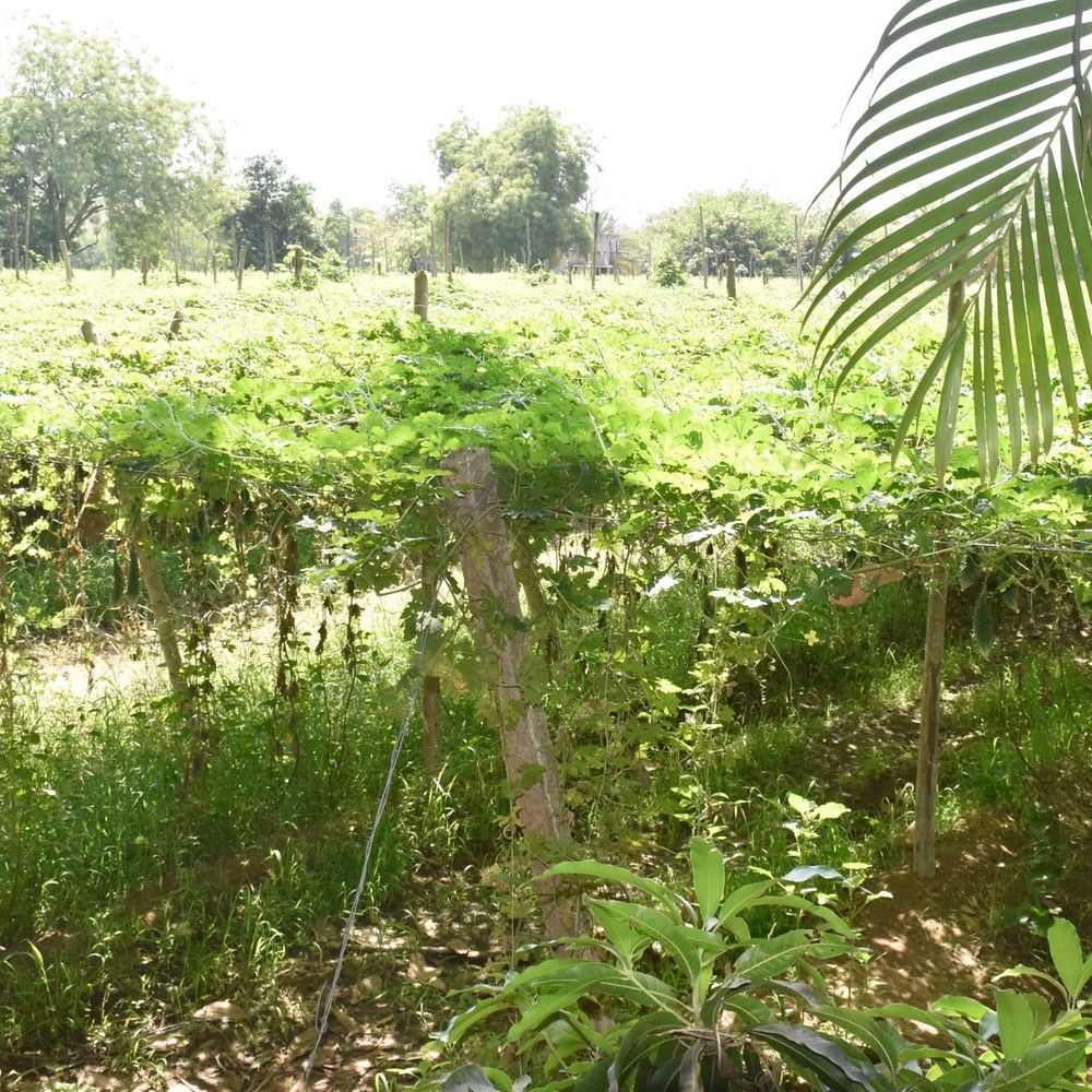 પ્રાકૃતિક ખેતીની કમાલ:અઢી વીઘા જમીનમાં 1500 મણ કરતાં વધુ કારેલાનો મબલખ પાક, ઉત્પાદનની સાથે ભાવ પણ સારા મળ્યા