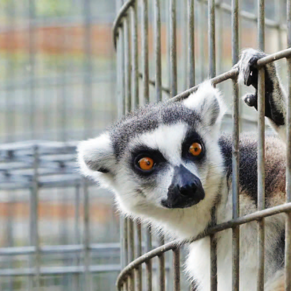 વન્યજીવ બજાર: જ્યાં પ્રાણીઓ વેચાય છે અને સાથે બીમારીઓ ફ્રી મળે છે!