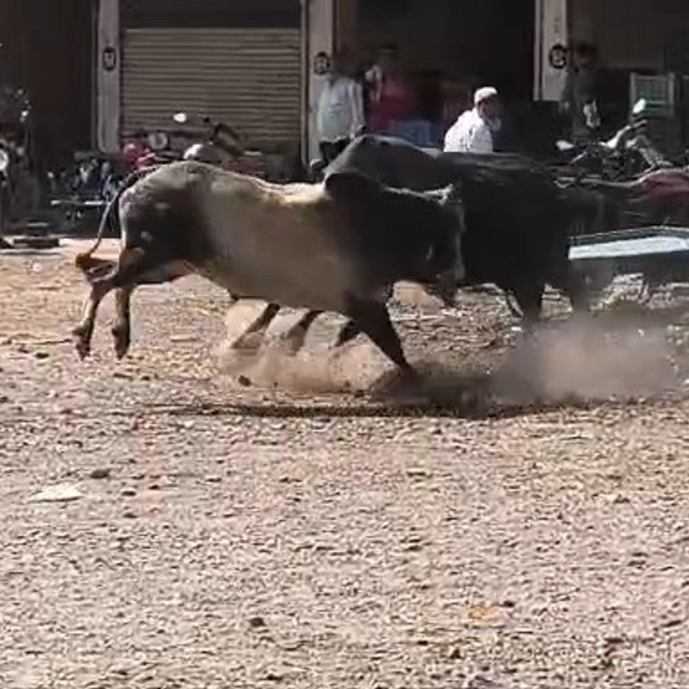 વલસાડ કેરી માર્કેટમાં બે આખલા બાખડ્યા, VIDEO:વેપારીઓ અને ગ્રાહકોમાં ભાગદોડ મચી, વિસ્તારમાં ભય ફેલાયો