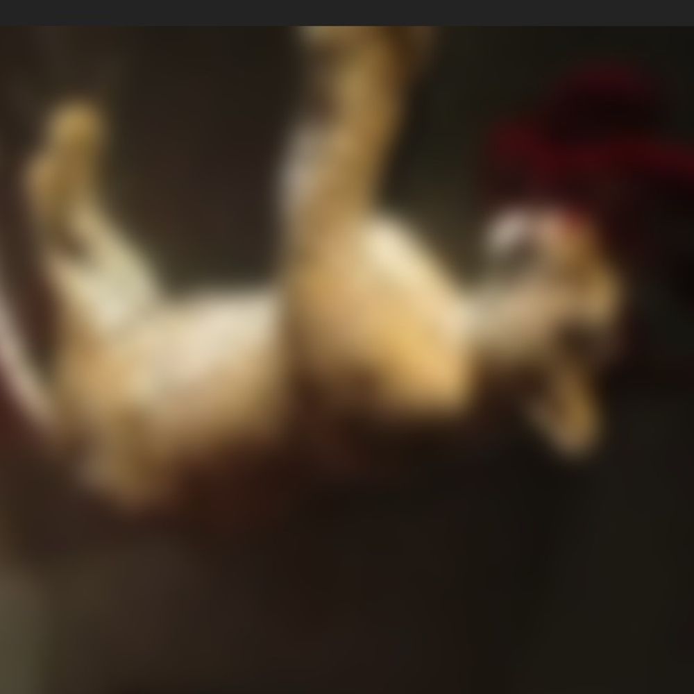 હાઇવે પર અકસ્માતમાં દીપડાનું કરુણ મોત:માંગરોળના કોસ્ટલ હાઇવે પર અજાણ્યા વાહનની ટક્કરે દીપડાનું ઘટનાસ્થળે જ મોત નીપજ્યું, વન વિભાગે તપાસનો ધમધમાટ શરૂ કર્યો