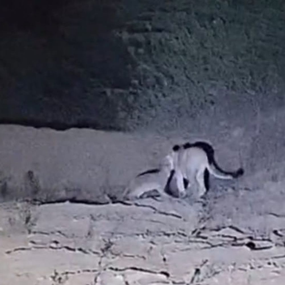 વેરાવળમાં બીમાર સિંહબાળનું વન વિભાગે રેસ્ક્યુ કર્યું:9 દિવસની સારવાર બાદ માતા સાથે સુખદ મિલન