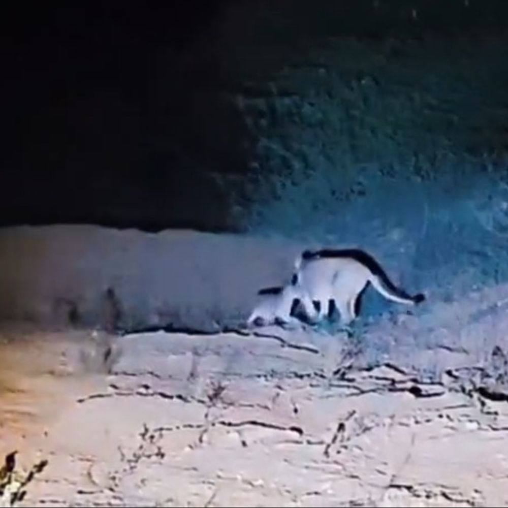 વેરાવળ વન વિભાગની સતર્કતા અને સંવેદનશીલતા:બીમાર સિંહબાળને બચાવી માતા સાથે કરાવ્યું હૃદયસ્પર્શી પુનર્મિલન