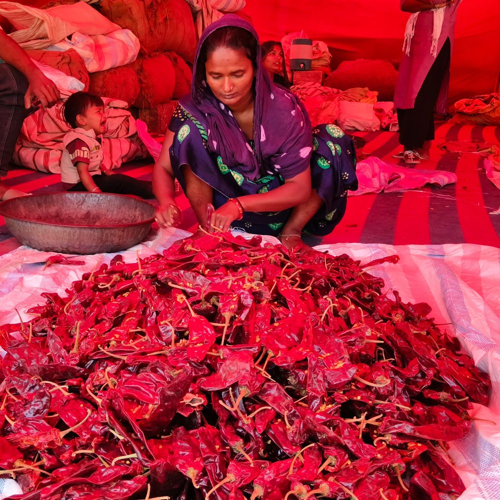 ગરમીના પ્રકોપ વચ્ચે મસાલાના ભાવમાં ઘટાડો:મરચું, હળદર, ધાણાજીરું, ઘઉંની ખરીદી સસ્તી થઈ, 12 માસ બગડે નહીં તેવા વેક્યુમ પેક ઘઉં આવ્યા