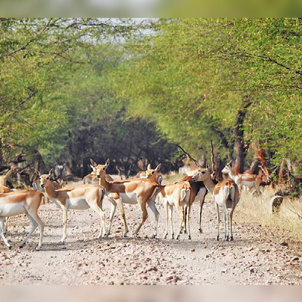 વેળાવદરમાં કાળિયારની સંખ્યા 6263 થઈ.