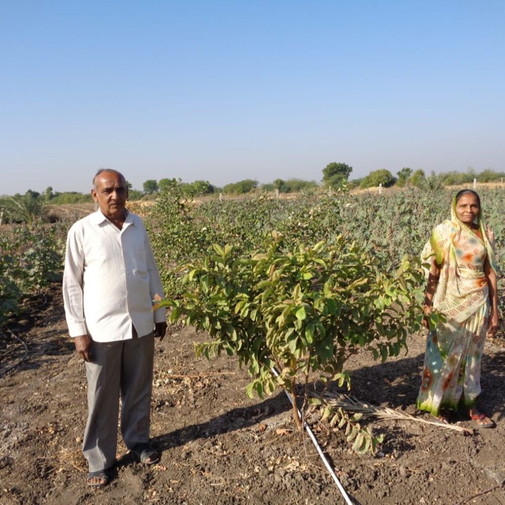 વેરાન જમીન પર શીતળ ચંદન: નિવૃત્ત શિક્ષકનું અનોખું સાહસ.
