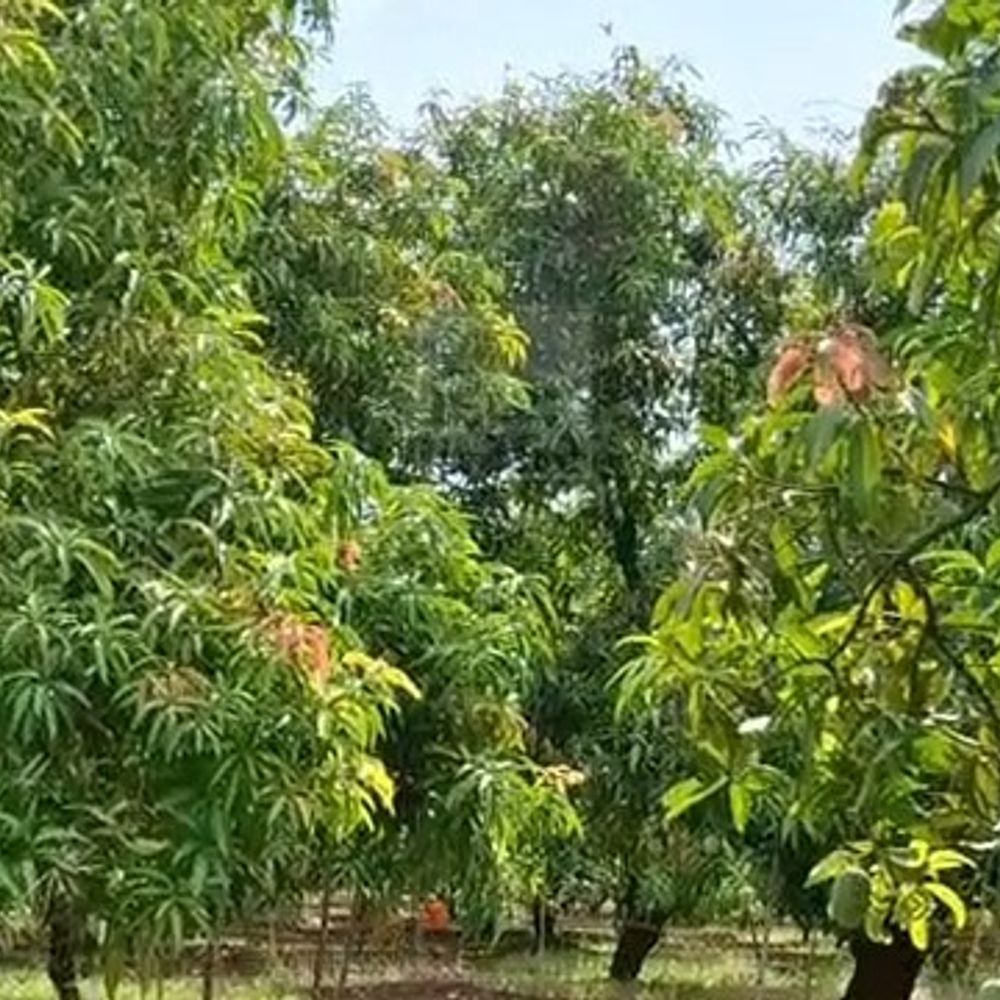 વલસાડમાં કેરીનો 70% પાક ઉતરવાની શક્યતા:સાનુકૂળ વાતાવરણથી ખેડૂતોને સારા ઉત્પાદનની આશા