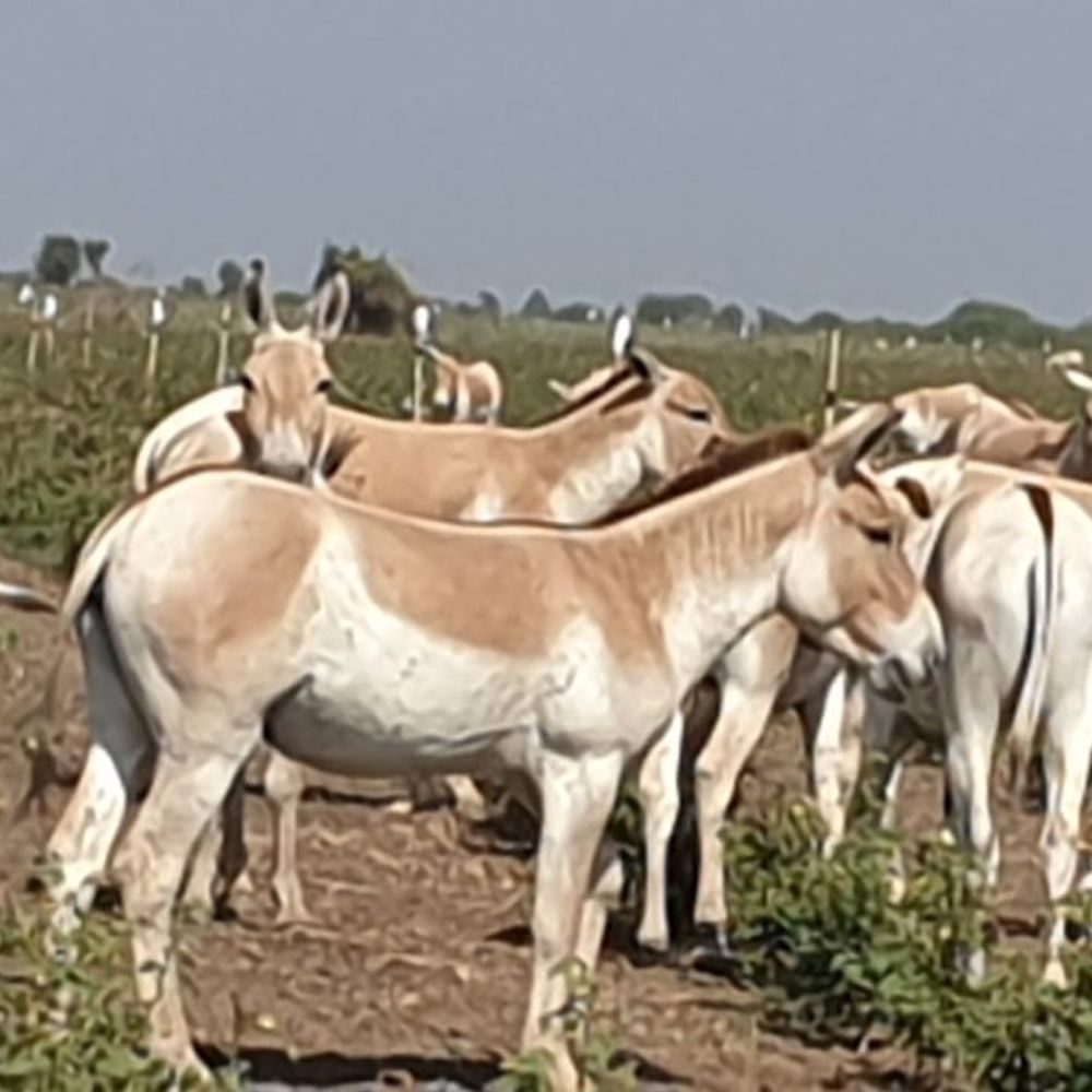 રણકાંઠામાં ઘૂડખર-નિલગાયથી ખેડૂતો પરેશાન:ઊભા પાકને બચાવવા રાત્રે ઉજાગરા કરવા પડે છે
