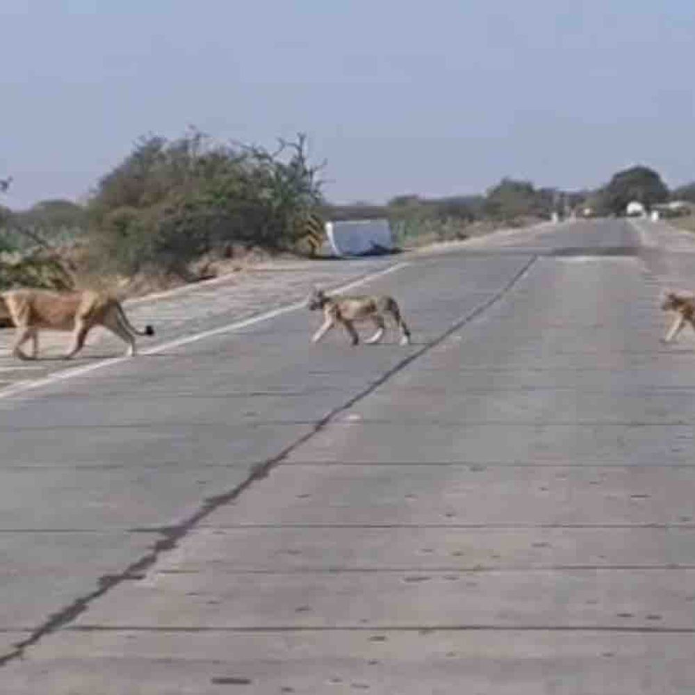 અમરેલીમાં સિંહ પરિવાર રોડ ક્રોસ કરતો દેખાયો:વાઘણીયા-નાના લીલીયા માર્ગ પર પાણીની શોધમાં લટારનો વીડિયો વાયરલ