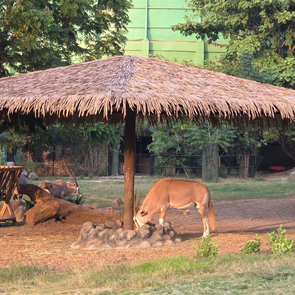કાળઝાળ ગરમીથી અબોલ પશુઓને અપાશે રાહત.