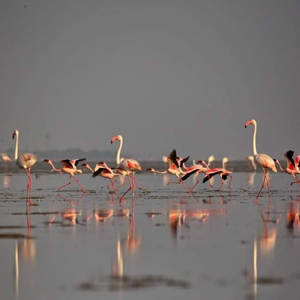 ઝીંઝુવાડા રણમાં 10,000 ફ્લેમીંગોનો જમાવડો:વાછડાદાદાની જગ્યા પાછળ પાણી વચ્ચે અનોખો નજારો