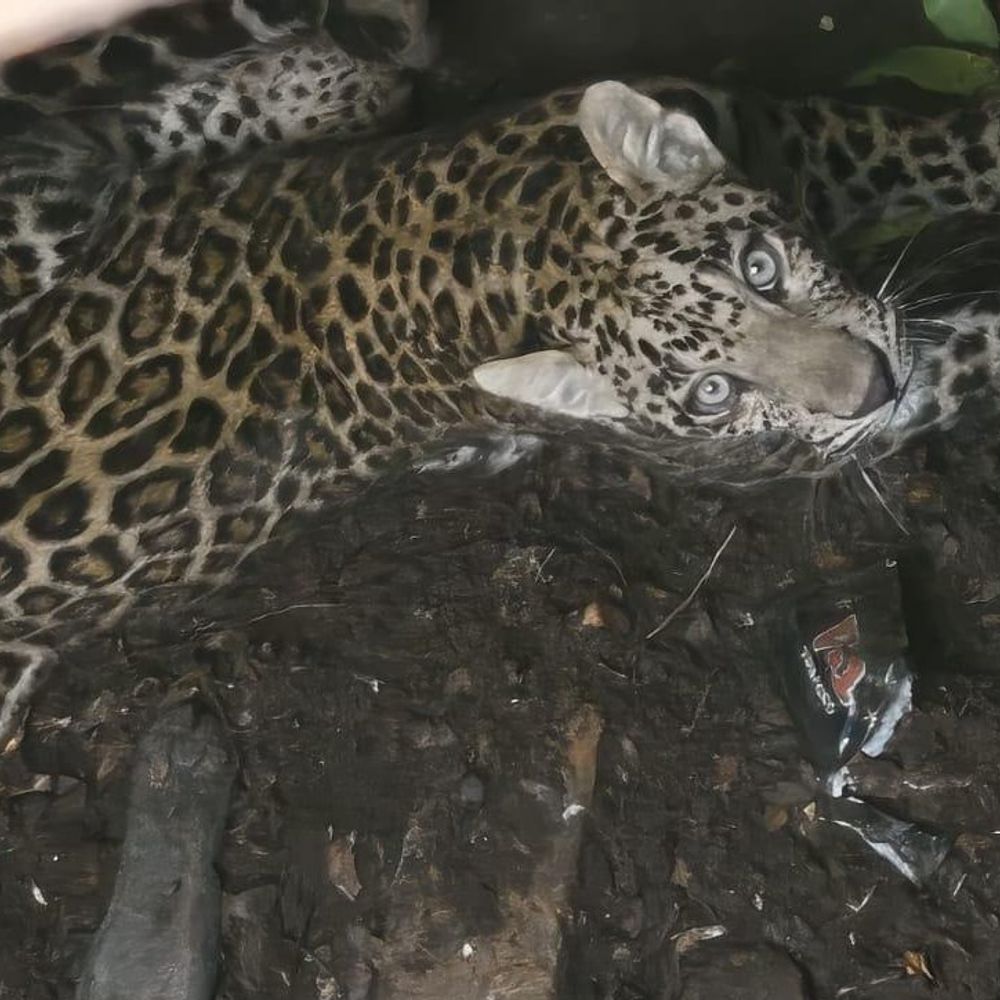 નાની રાસલી ગામે દીપડાનું બચ્ચું કૂવામાં ખાબક્યુ:રાત્રિના અંધારામાં સસલાનો પીછો કરતાં ખુલ્લા કૂવામાં પડ્યું; વન વિભાગે દોરડાથી બાંધી સુરક્ષિત બહાર કાઢ્યું