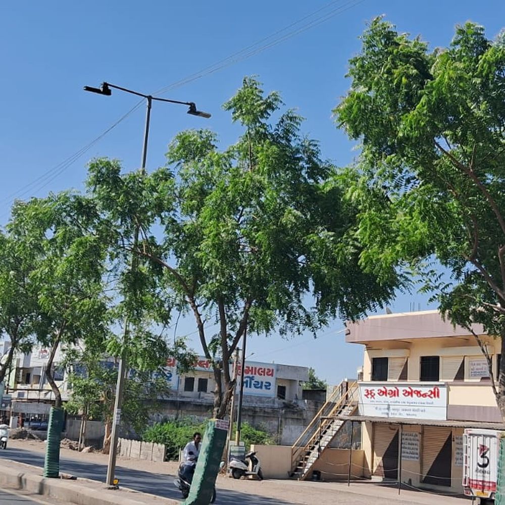 પટેલપાર્કથી બાયપાસ સુધી લીમડાના 200થી વધુ વૃક્ષોનો હરિયાળો ઉછેર.