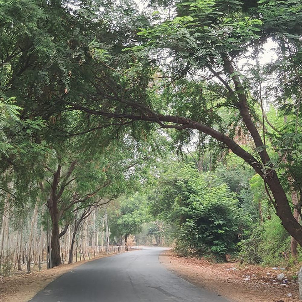 કુદરતી એરકંડિશનર: વૃક્ષ ઉછેરવાનો મક્કમ નિર્ધાર.