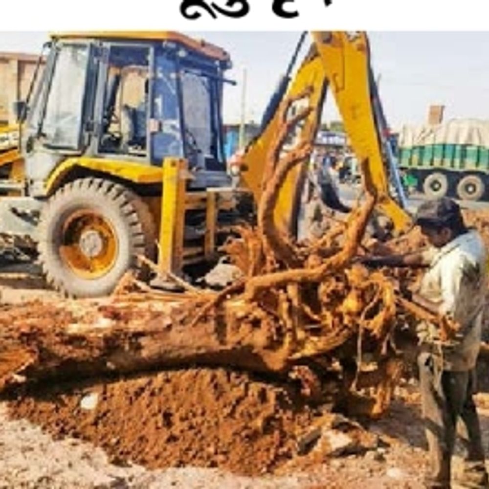 ભુજ: માર્ગ વિસ્તરણમાં 50 વર્ષીય વૃક્ષનું છેદન, પર્યાવરણપ્રેમીઓનો વિરોધ.