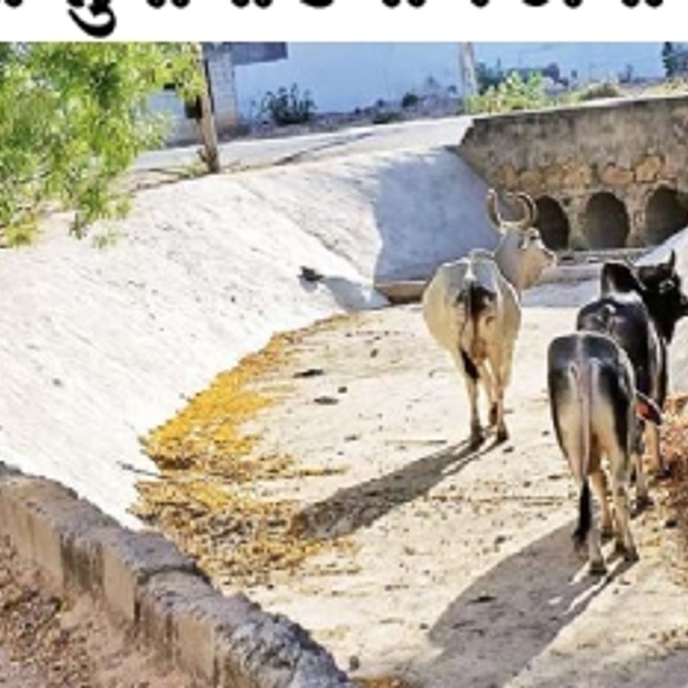 ભુજ: કેનાલની સુરક્ષા સામે સવાલ, 4 પશુઓ 12 કલાકે રેસ્ક્યૂ.