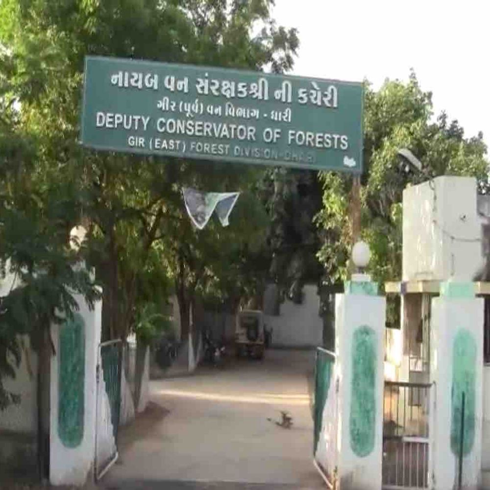 ગીરના સિંહો પર CDV અને બેબેસિયાનો કહેર!