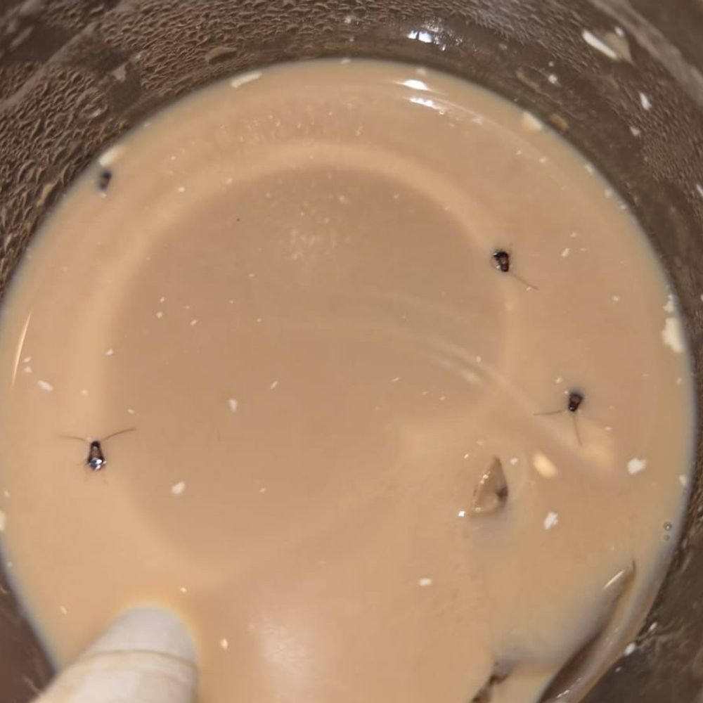 અમદાવાદના હાઈફાઈ MOCHA Cafeની કોફીમાંથી જીવાત નીકળી:ગ્રાહકે રસોડામાં તપાસ કરતા વંદા અને અન્ય જીવજંતુઓ ફરતા જોવા મળ્યા, AMC તપાસ કરી કાર્યવાહી કરશે