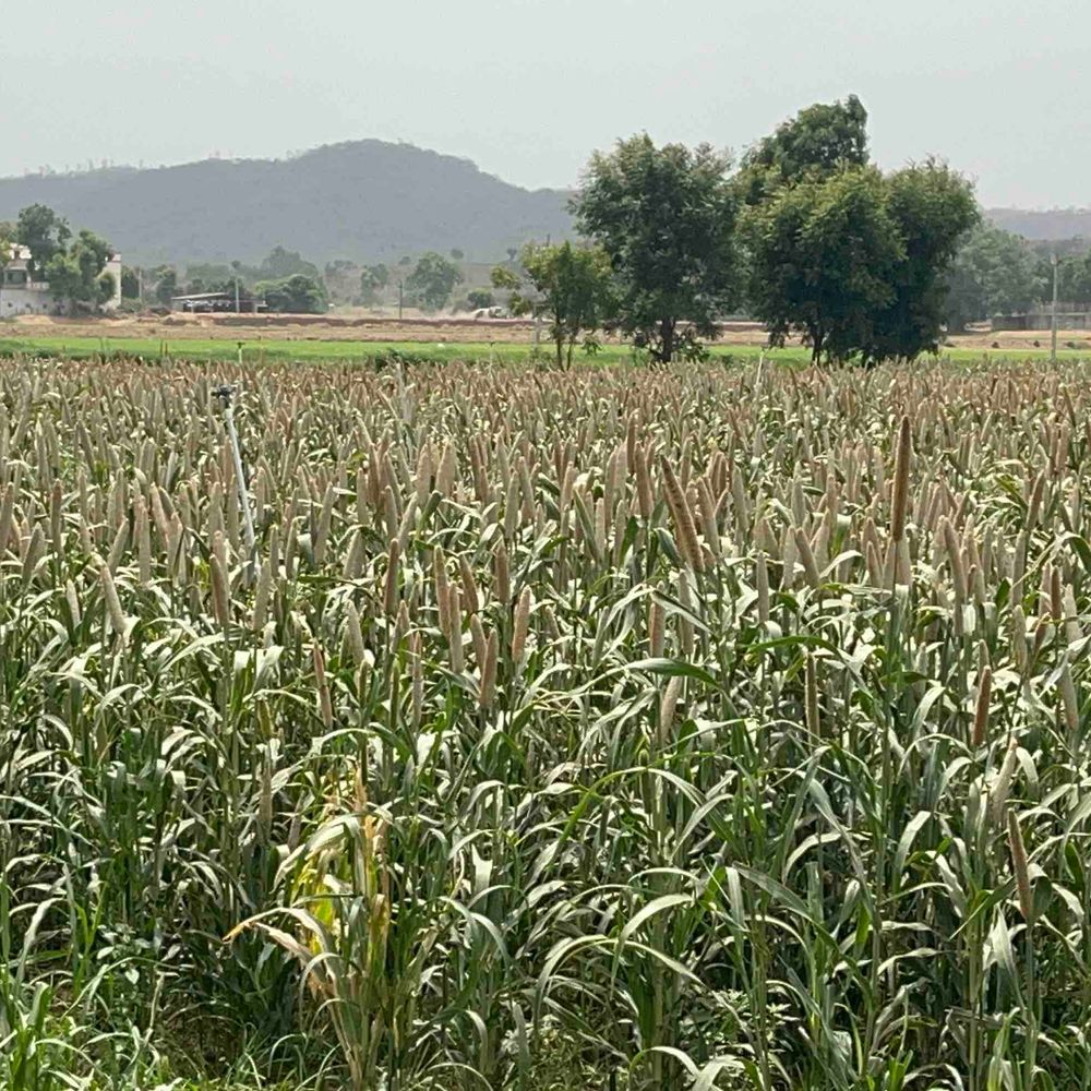 બનાસકાંઠામાં વાદળછાયું વાતાવરણ, તેજ પવન ફૂંકાયો:બાજરી, કેરી સહિતના ઉનાળુ પાકોને નુકસાનની ભીતિથી ખેડૂતો ચિંતિત