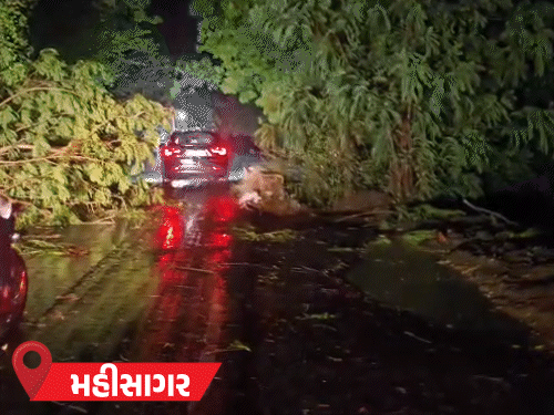 ગુજરાતમાં મેઘરાજાની ધમાલ: મહીસાગરમાં વૃક્ષો ધરાશાયી, અનેક જિલ્લાઓમાં ભારે વરસાદની ચેતવણી