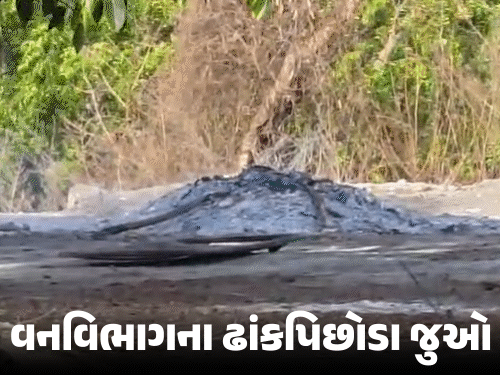 ગીરમાં ૧૨ સિંહોના મોત.