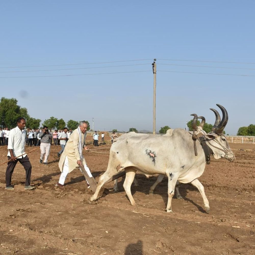રાજ્યપાલે કેશરગંજ ગામના પ્રાકૃતિક ફાર્મની મુલાકાત લીધી:ગાય દોહી, હળ જોત્યું; ખેડૂતો સાથે પ્રાકૃતિક ખેતી પર ચર્ચા કરી