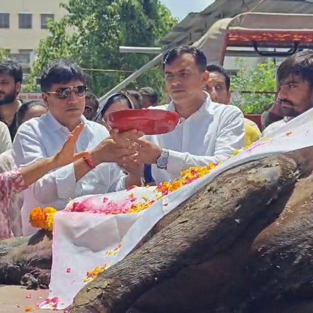 નવસારીમાં ગાયના મૃતદેહનો કચરાની ગાડીમાં નિકાલ બંધ:મેયર અશોક ધોરાજીયાનો નિર્ણય: માન-સન્માન સાથે અપાશે અંતિમ વિદાય