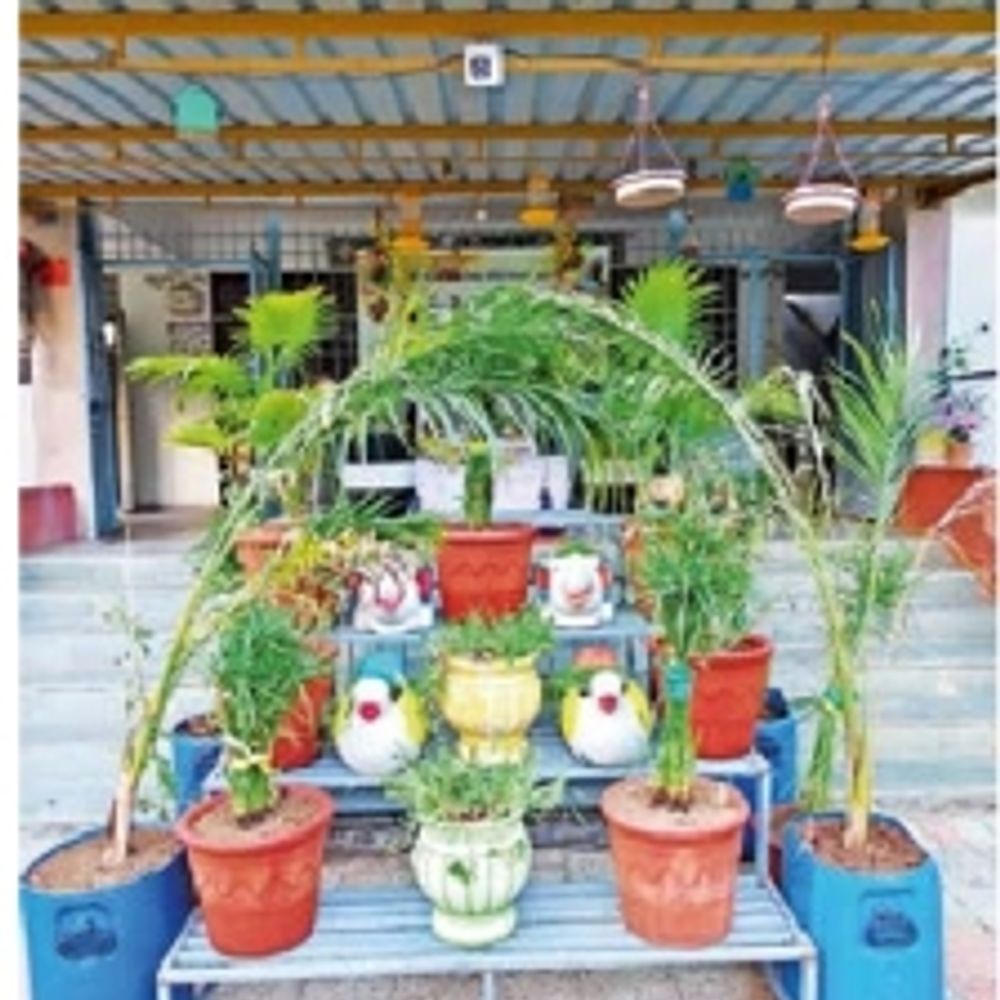 પાલિતાણાના શિક્ષકનું પર્યાવરણ જતન કાર્ય