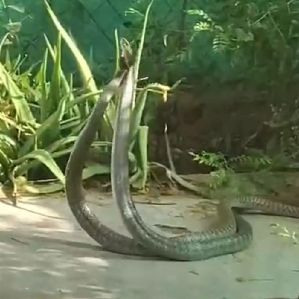બે સાપના મિલનનો દુર્લભ નજારો કેમેરામાં કેદ, VIDEO:ગાંધીનગરમાં ઉચ્ચ અધિકારીઓના બંગલા પાછળ 6 ફૂટ લાંબા સાપ દેખાતા લોકોમાં ડરનો માહોલ