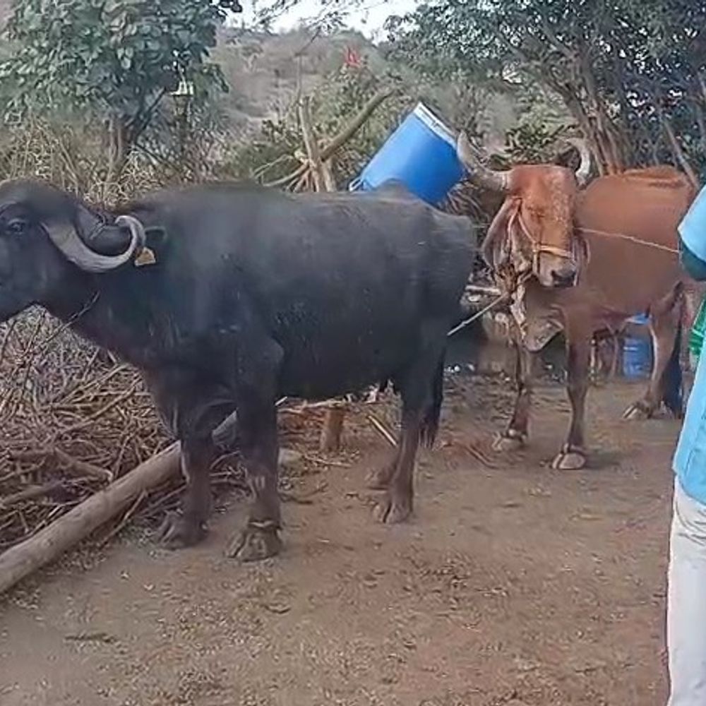'બેબેસિયોસિસ'નું જોખમ ટાળવા પશુપાલન વિભાગ એક્શન મોડમાં:​ગીરમાં સિંહોના જીવલેણ રોગચાળાને નાથવા યુદ્ધના ધોરણે કામગીરી: 88 નેસ અને ગામોના 13,000 થી વધુ પશુઓ પર દવા છંટકાવ શરૂ