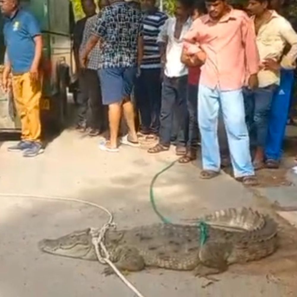 ગામમાં મગર ઘૂસી આવતા લોકોમાં ભયનો માહોલ:વડોદરા પાસે બિલ ગામના રહેણાંક વિસ્તારમાં 8 ફૂટનો મગર આવી જતા દોડધામ મચી ગઈ, વન વિભાગ અને જીવરક્ષક સંસ્થાએ રેસ્ક્યુ કર્યો